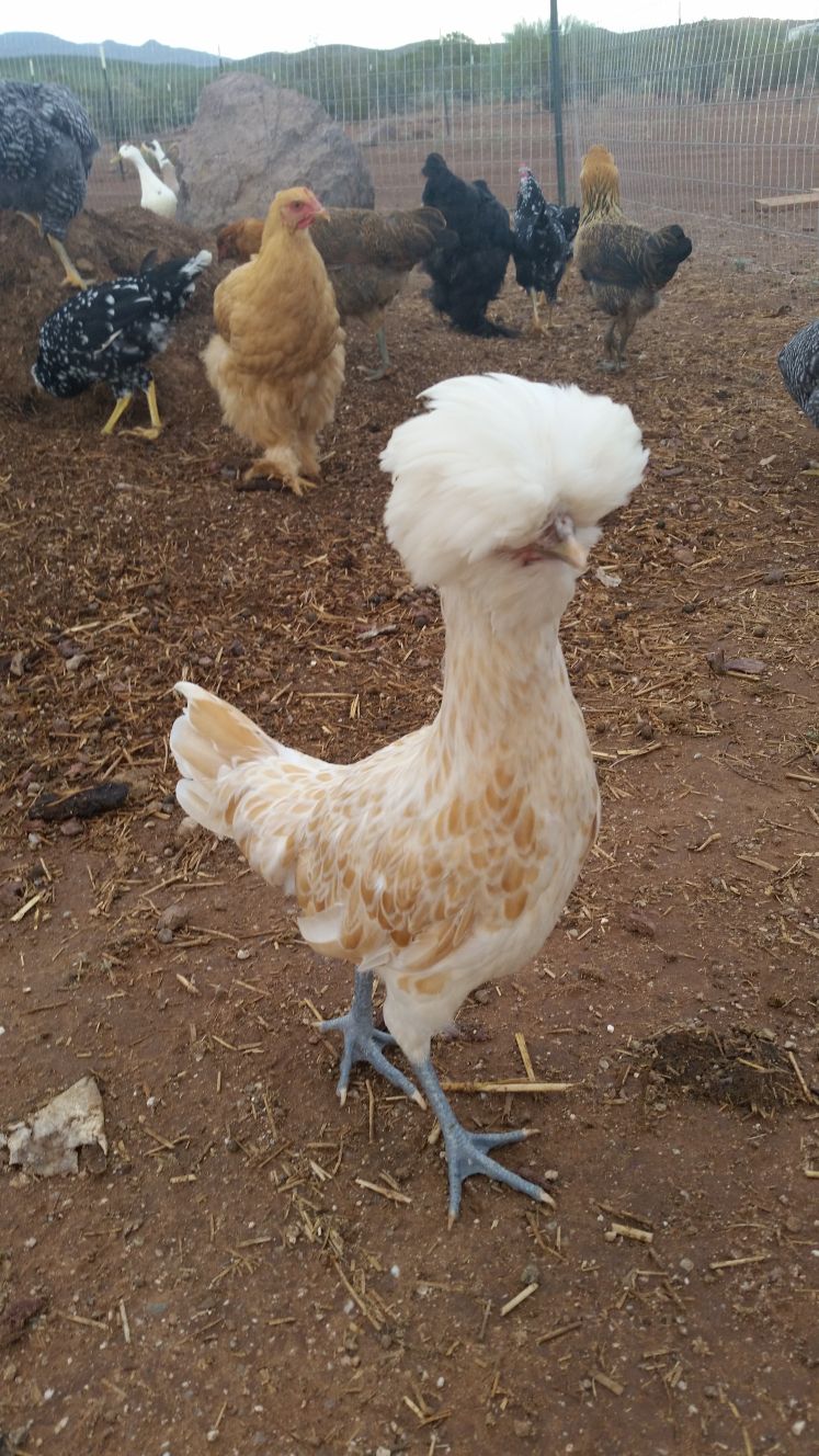 Readers show their chickens